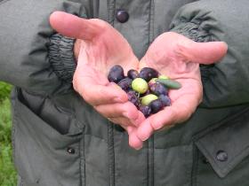 olives in hand