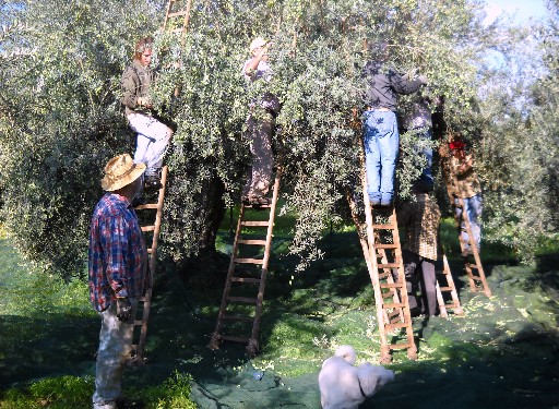 Rustico Harvest