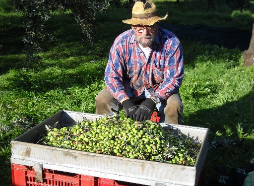 Sergio and his olives