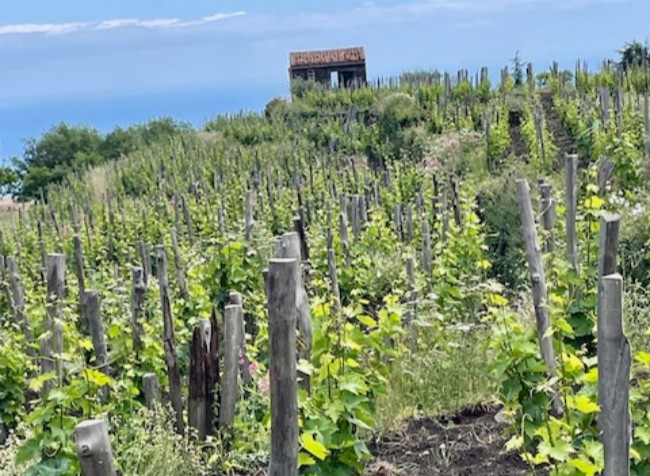 Etna Vines, you can barely see it but the sea is just beyone the stone house.