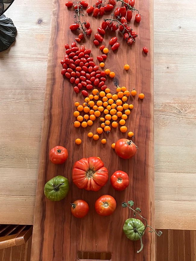 tomatoes