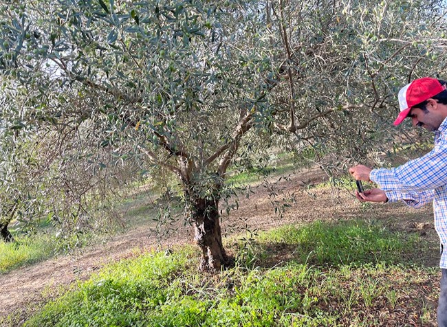 Nicola in his oliveto